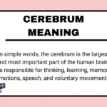 Cerebrum Meaning