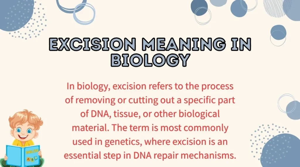 Excision Meaning in Biology