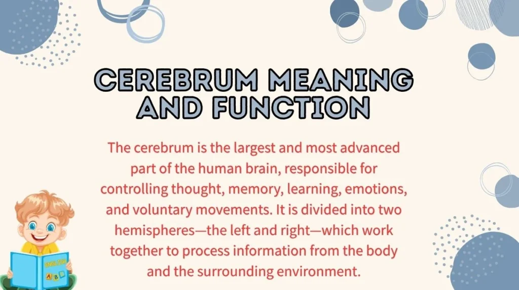 Cerebrum Meaning and Function