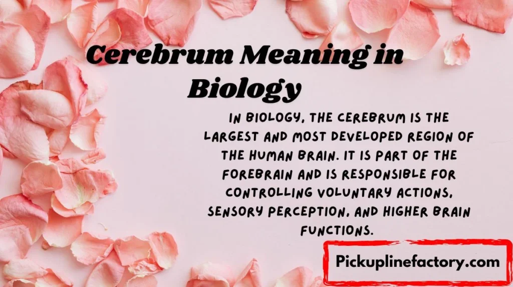 Cerebrum Meaning in Biology