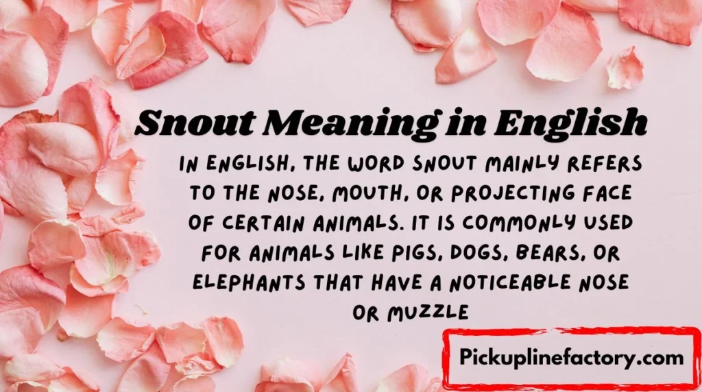 Snout Meaning in English