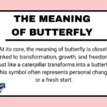 The Meaning of Butterfly